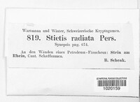 Stictis radiata image